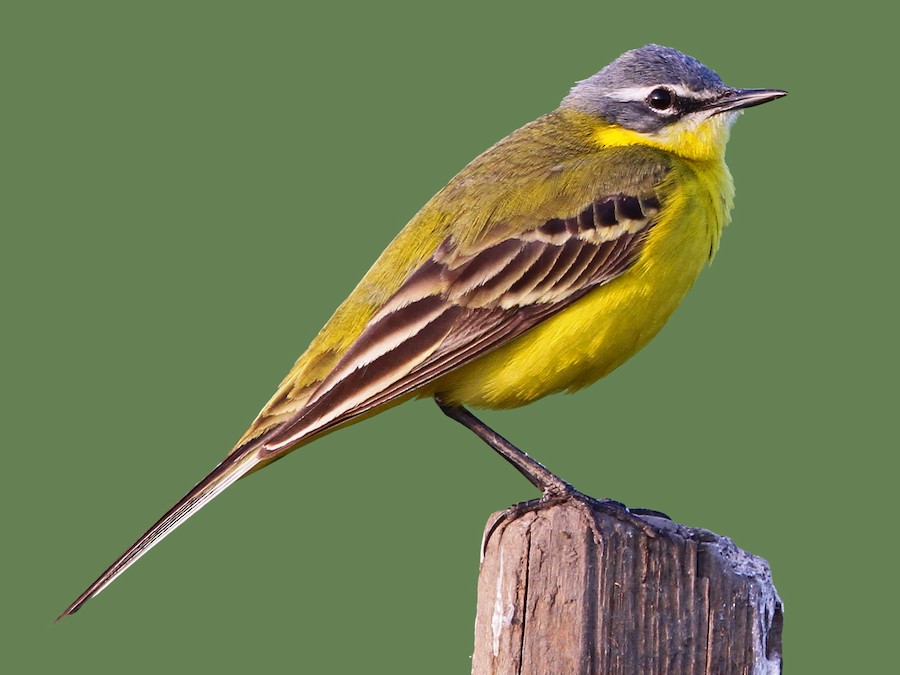 Western Yellow Wagtail (Motacilla flava)