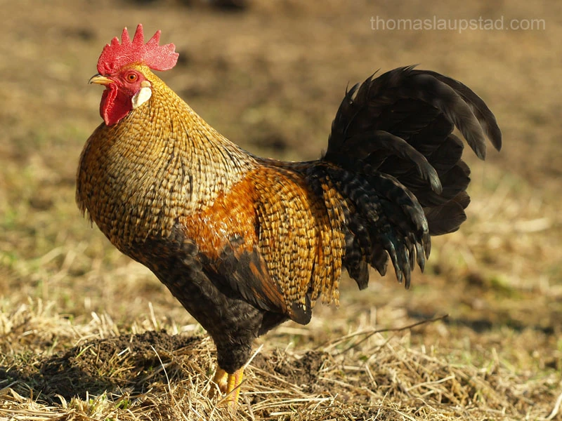 Chicken (Gallus gallus domesticus)