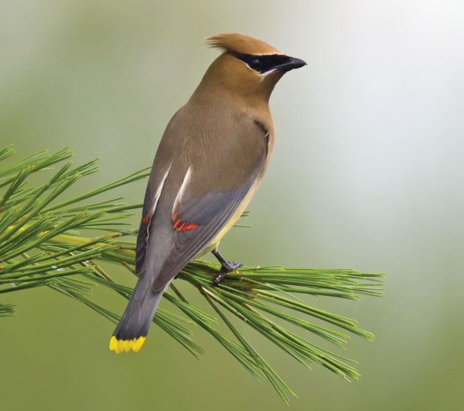 Ampelis Americano (Bombycilla cedrorum)