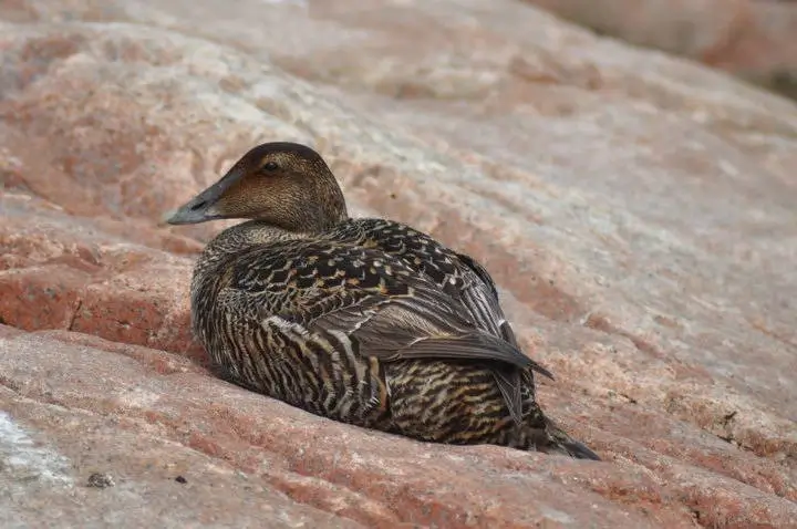 Edredone Comune (Somateria mollissima)
