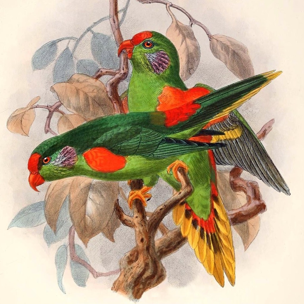 Roodpluimlori (Charmosyna rubronotata)