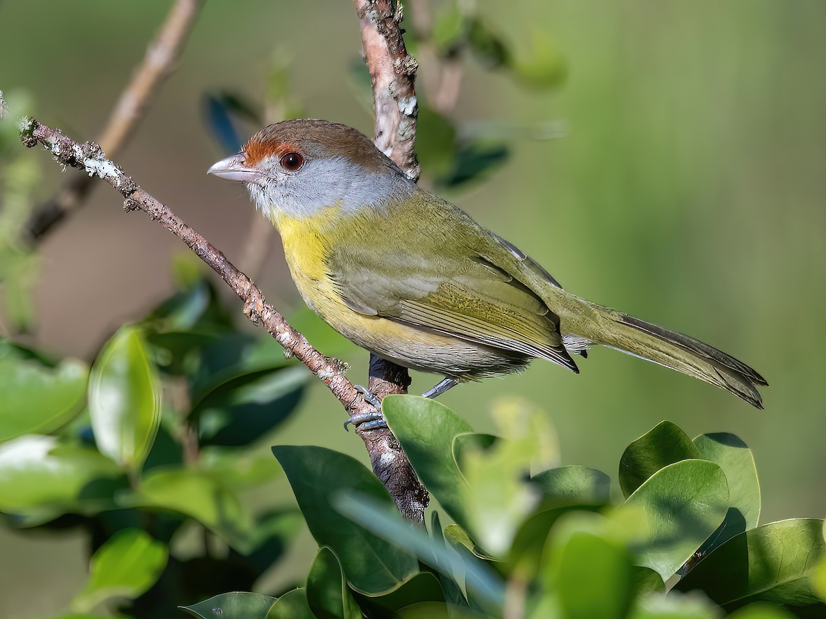 Ciclaris-de-sobrancelha-ruiva (Cyclarhis gujanensis)