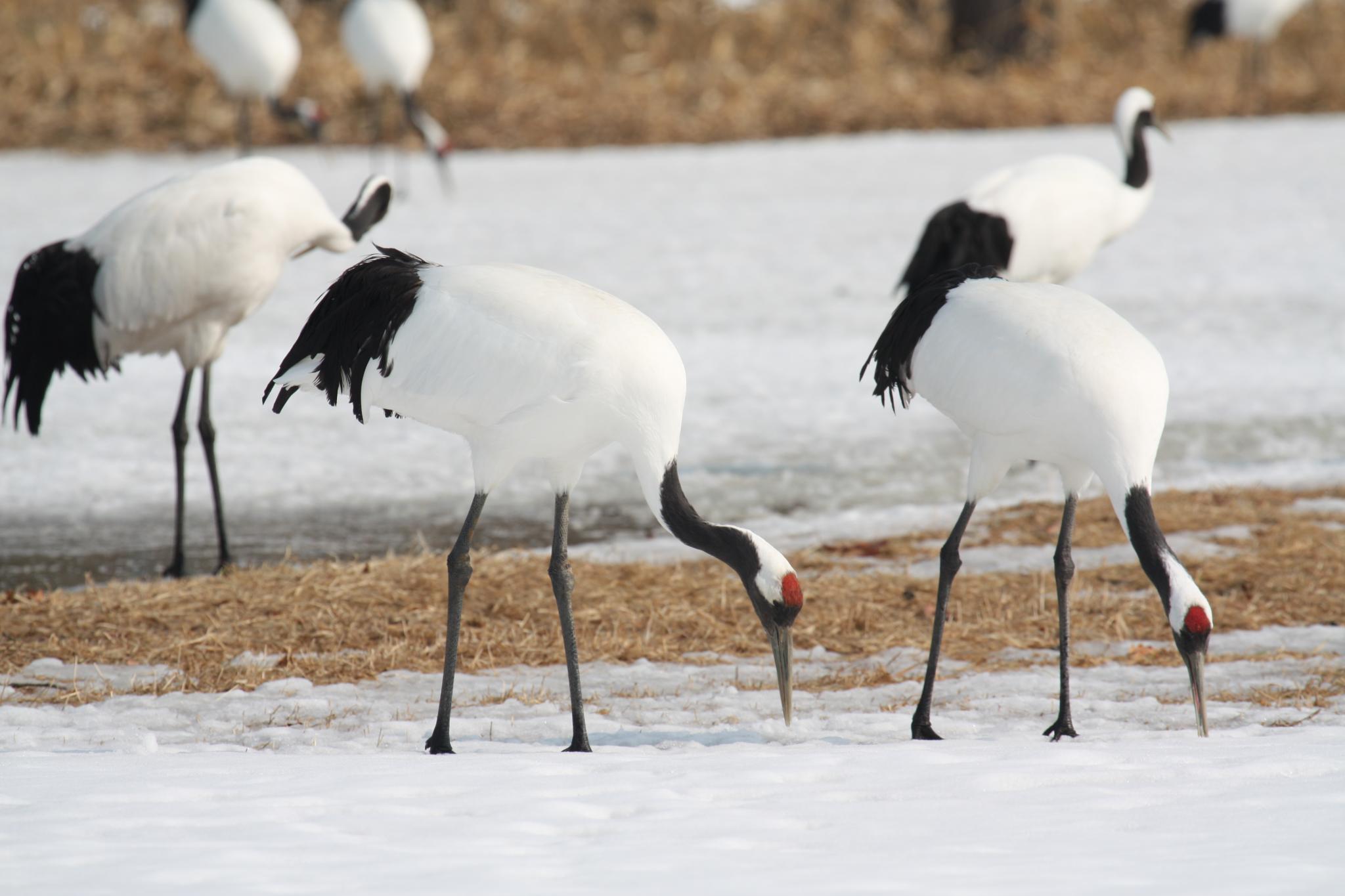 Mandschurenkranich (Grus japonensis)
