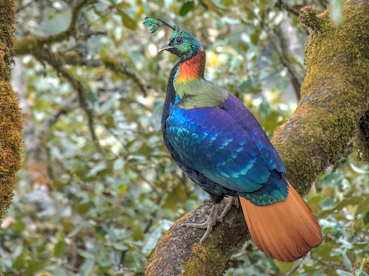 Kék fácán (Lophophorus impejanus)