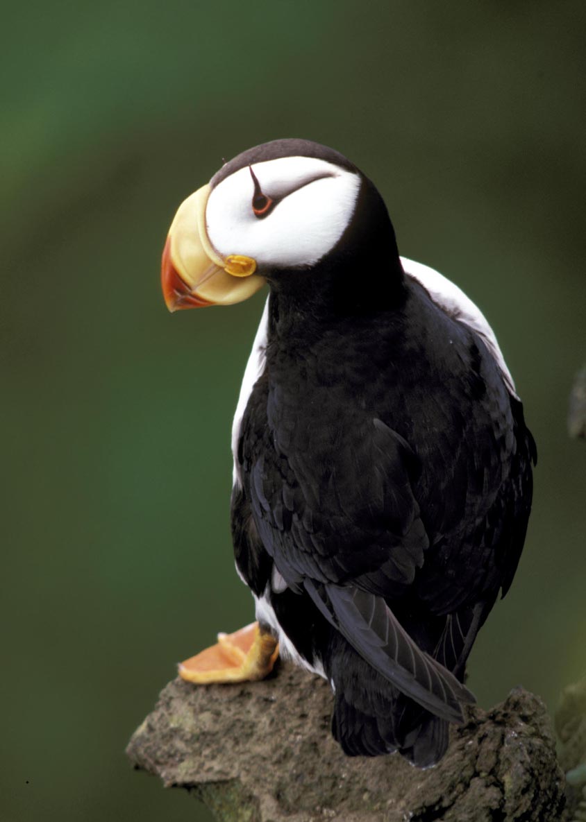 Horned Puffin (Fratercula corniculata)