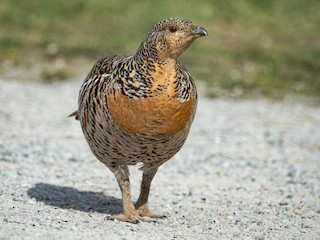 Gallo cedrone occidentale (Tetrao urogallus)
