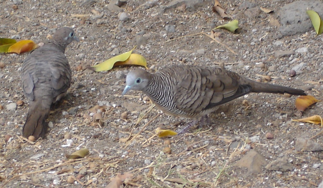 Tórtola Barrada de Célebes (Geopelia celebensis)