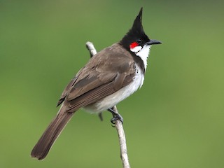 Bulbul rudolící (Pycnonotus jocosus)