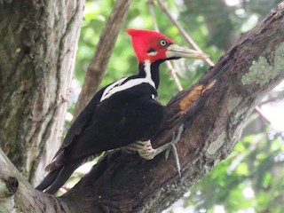 Pica-pau-de-banda-branca (Campephilus melanoleucos)