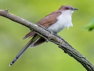 Kukułka czarnodzioba (Coccyzus erythropthalmus)