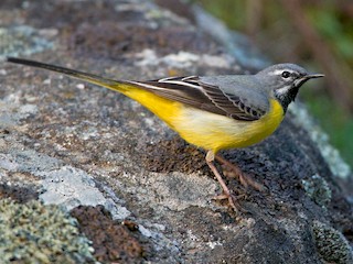Dağ Kuyruksallayanı (Motacilla cinerea)