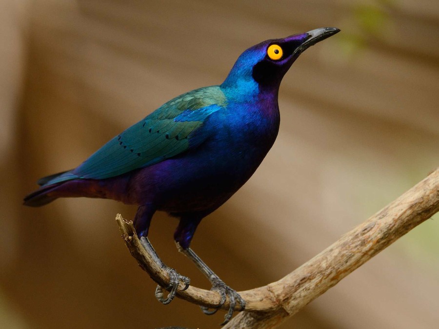 Glansspreeuw (Lamprotornis purpureus)
