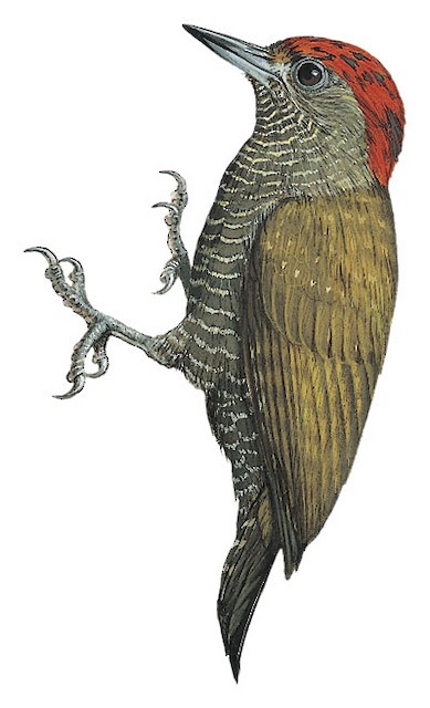 Pica-pau-anão (Veniliornis passerinus)
