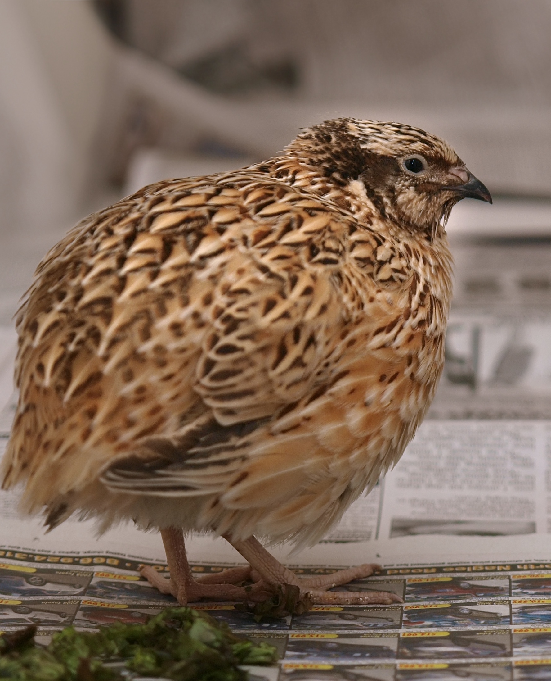 السمان الياباني (Coturnix japonica)