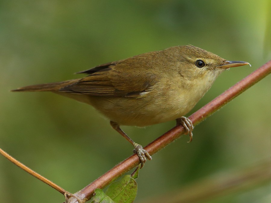 Gartenrohrsänger (Acrocephalus dumetorum)