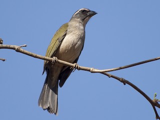 Saltator de Asa Verde (Saltator similis)