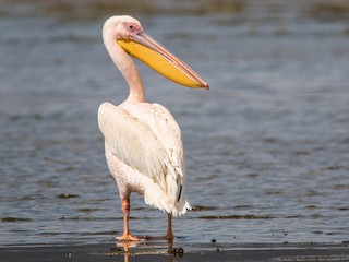 Büyük Ak Pelikan (Pelecanus onocrotalus)