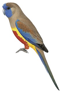 Alexandřin modrohlávek (Northiella haematogaster)