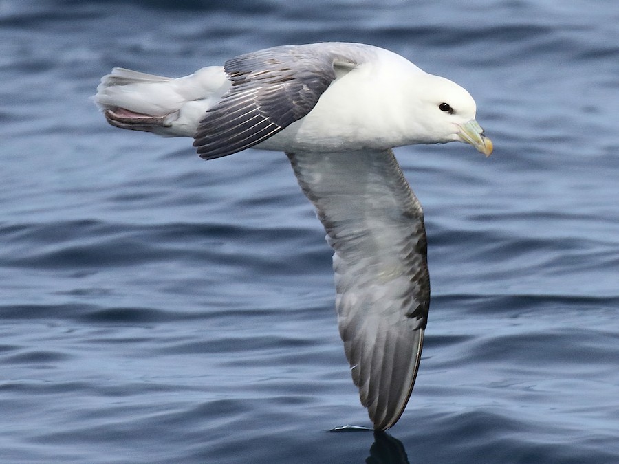 Buřňák lední (Fulmarus glacialis)