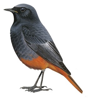 Kopciuszek (Phoenicurus ochruros)