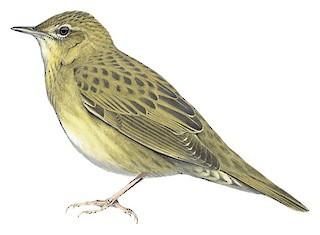 Strumieniówka (Locustella naevia)