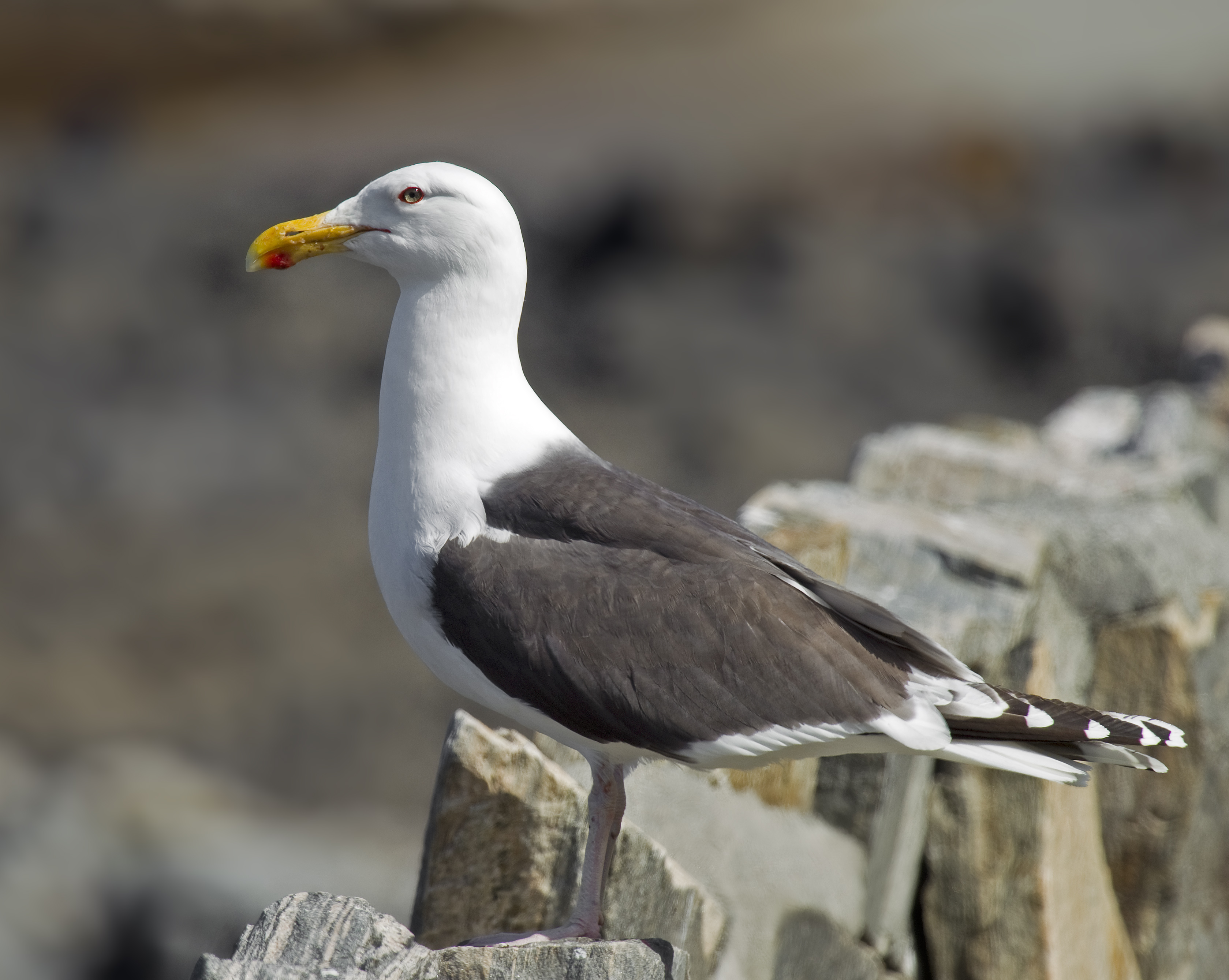 Great Black-backed Gull (Larus marinus)