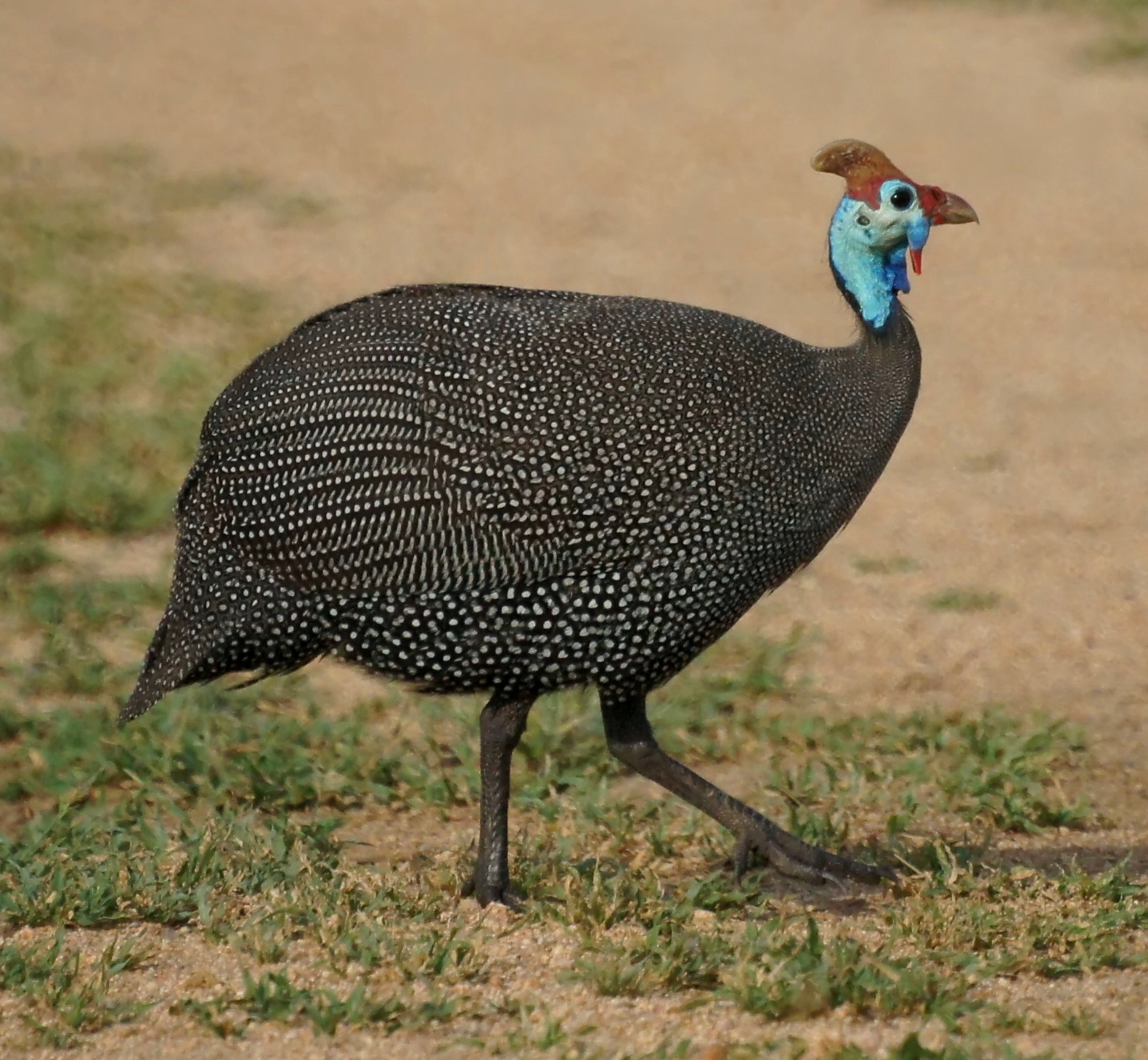 Helmeted Guineafowl (Numida meleagris)