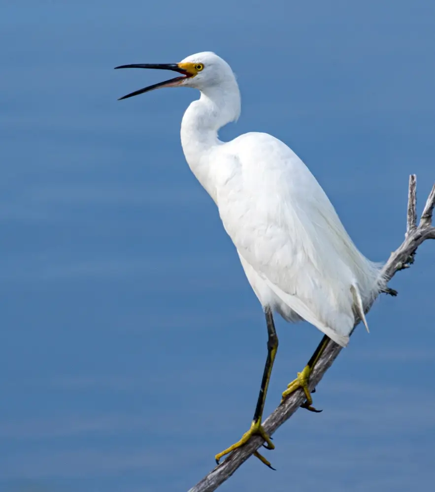 쇠백로 (Egretta thula)