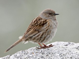 Çalı Bülbülü (Prunella modularis)