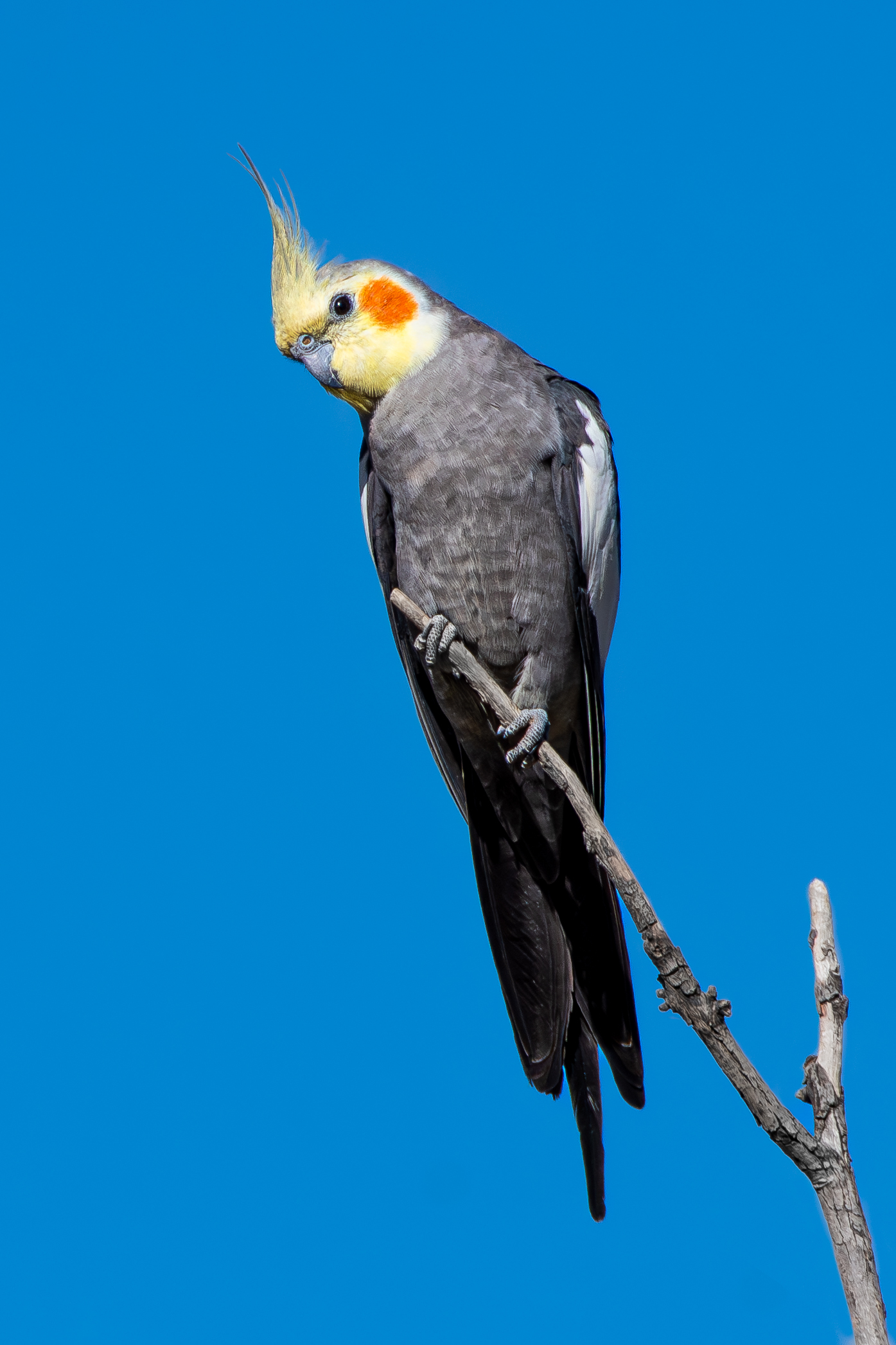عروس هلندی (Nymphicus hollandicus)