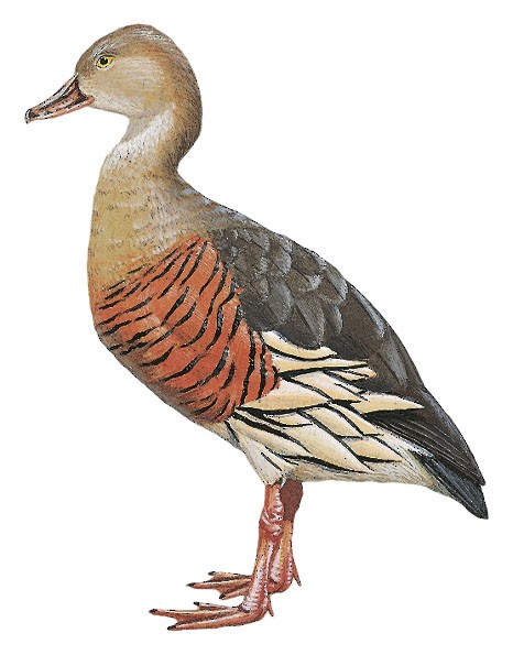 Dendrocygne à plumes (Dendrocygna eytoni)