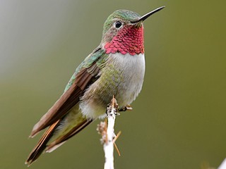 Broad-tailed Hummingbird (Selasphorus platycercus)
