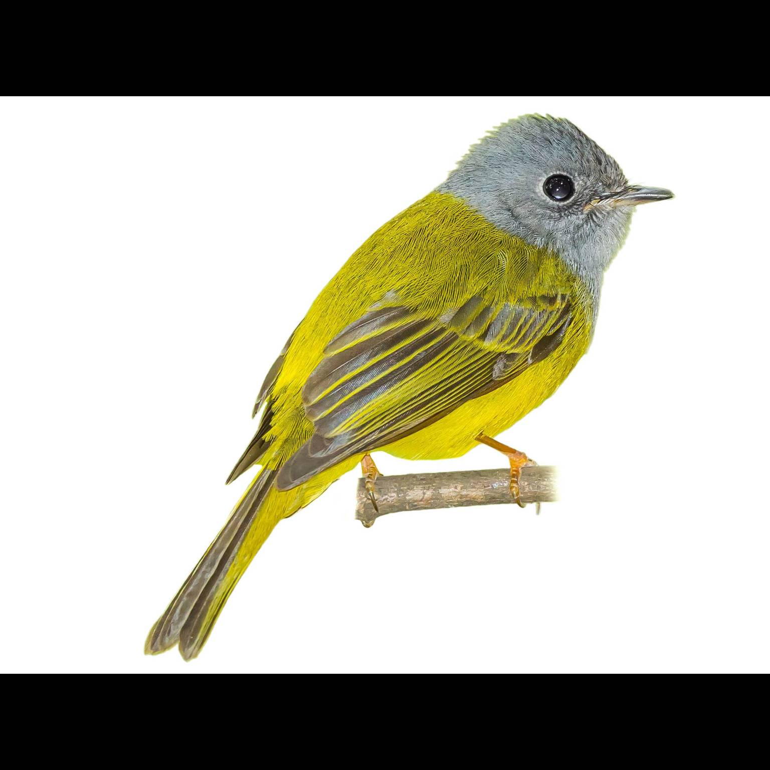 Papamoscas Cefaligrís (Culicicapa ceylonensis)