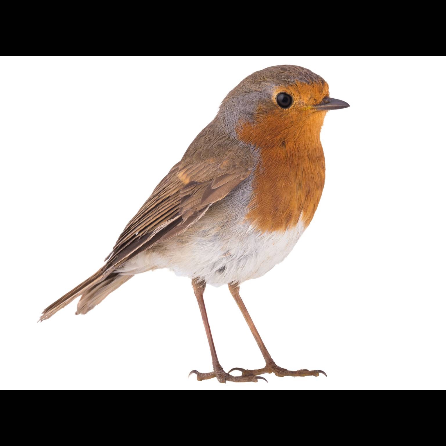 Roodborst (Erithacus rubecula)