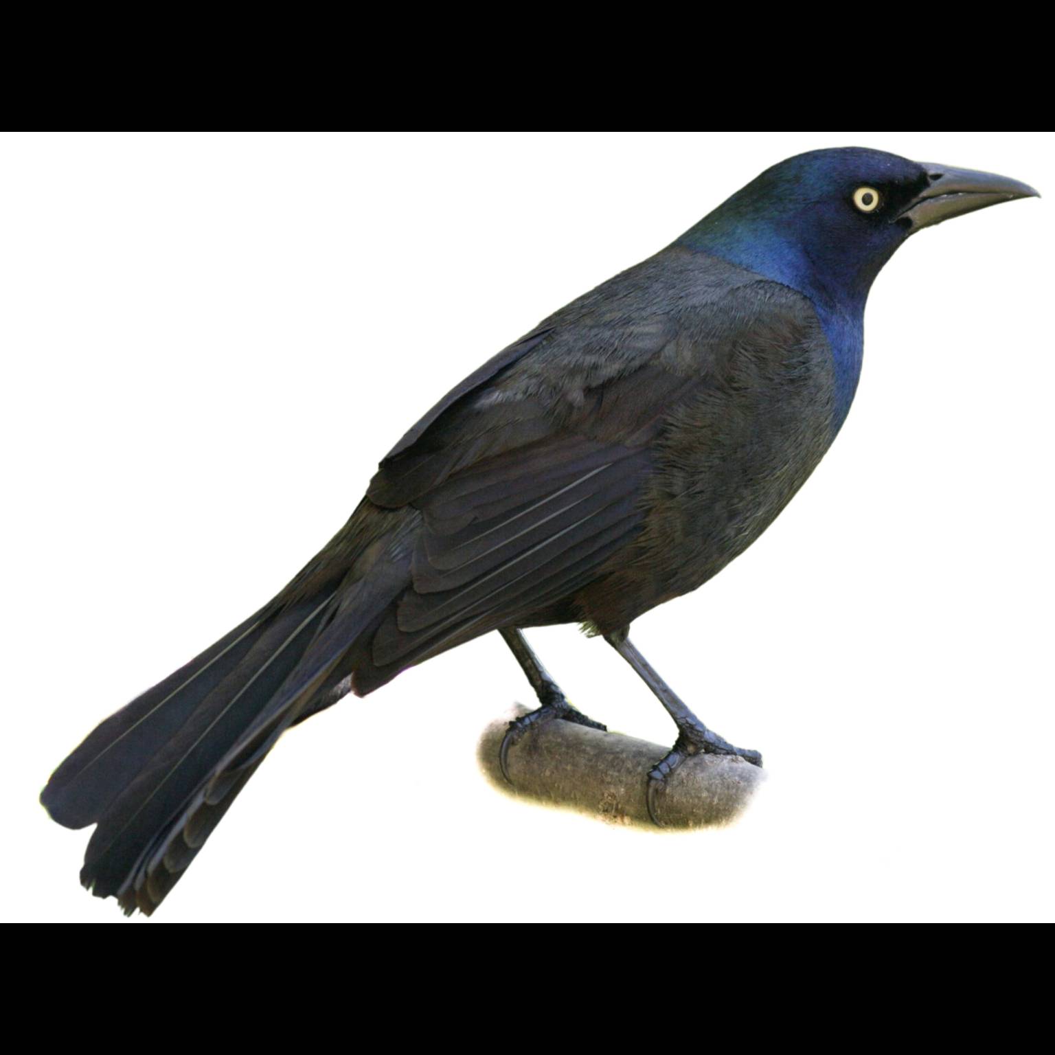Common Grackle (Quiscalus quiscula)
