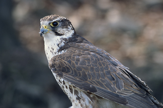 Raroh velký (Falco cherrug)