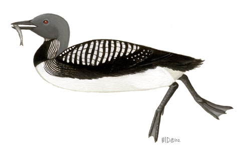 Kaakkuri (Gavia arctica)