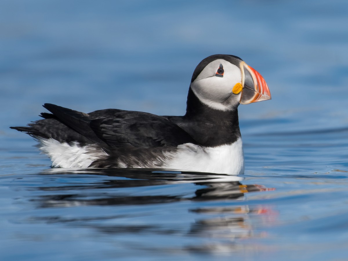 Papuchalk obecný (Fratercula arctica)