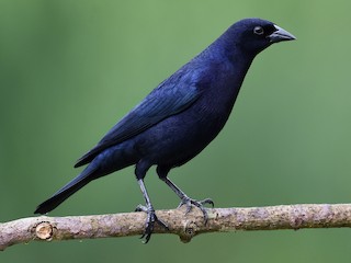 Tordo renegrido (Molothrus bonariensis)