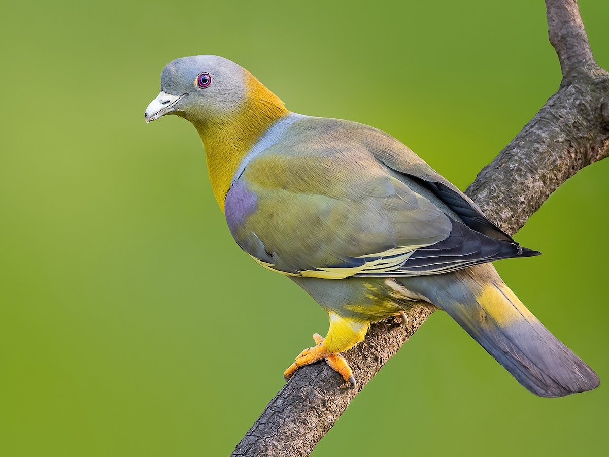 Yellow-footed Green Pigeon (Treron phoenicoptera)