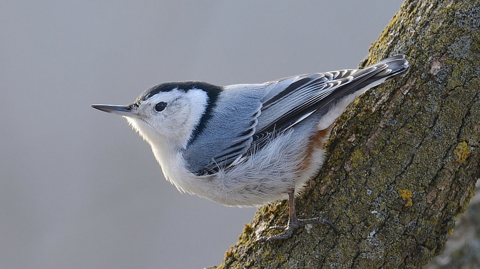 White-breasted Nuthatch (Sitta carolinensis)