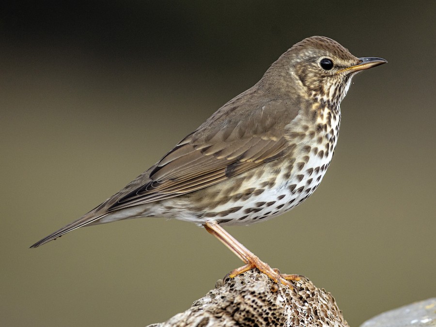 Song Thrush (Turdus philomelos)