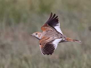 Fehérszárnyú pacsirta (Alauda leucoptera)