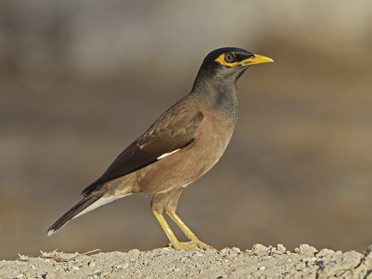 Indian Myna (Acridotheres tristis)