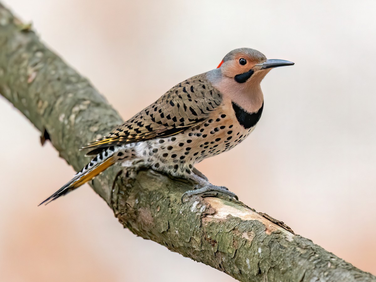 Datel zlatý (Colaptes auratus)