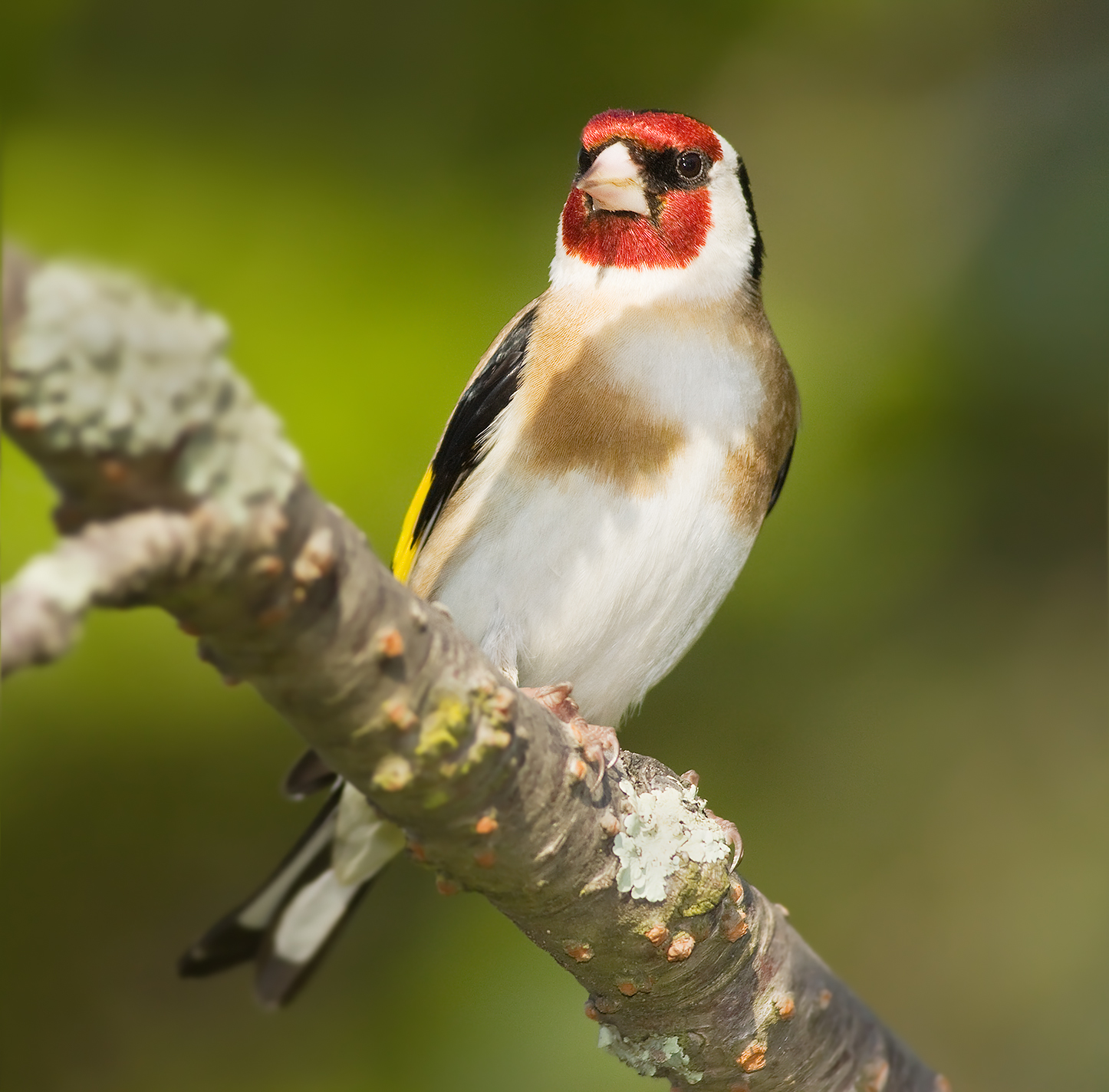 الحسون الشائع (Carduelis carduelis)