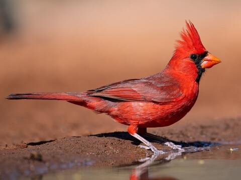 Kardynał szkarłatny (Cardinalis cardinalis)
