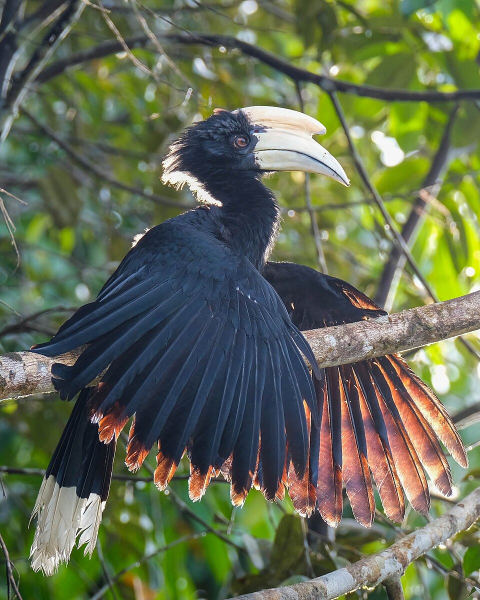 Bucero nero (Anthracoceros malayanus)