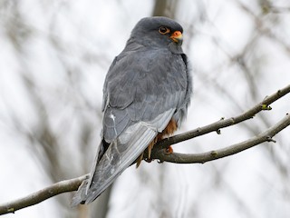 Red-footed Falcon (Falco vespertinus)