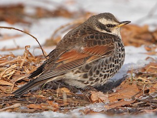 ツグミ (Turdus eunomus)